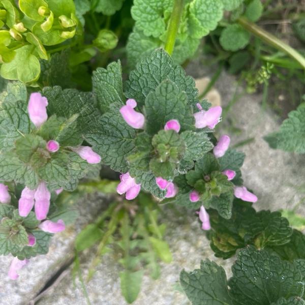 Paarse dovenetel (Lamium purpureum)